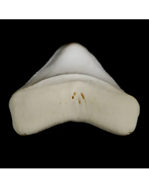 Dente Di Squalo Bianco