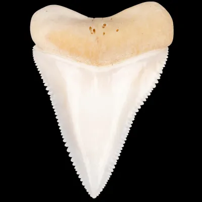 Dente anteriore centrale superiore di squalo bianco.