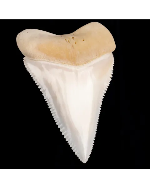 Dente anteriore centrale superiore di squalo bianco.