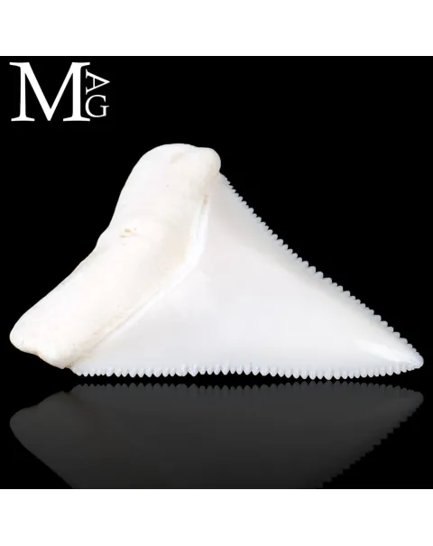 Dente di Squalo Bianco – Superiore Sinistro.