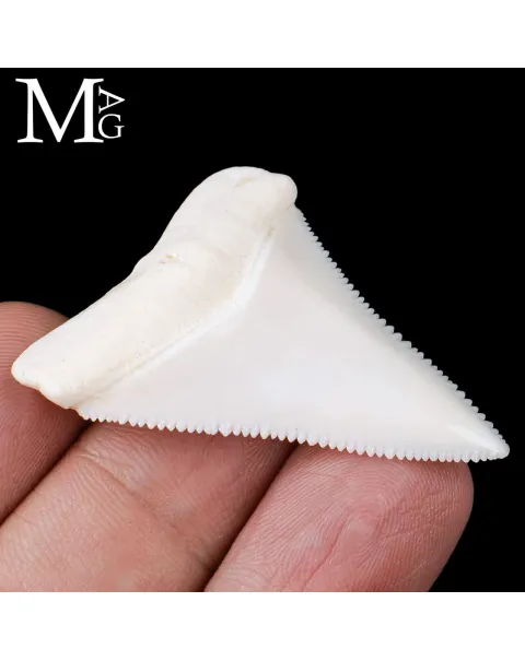 Dente di Squalo Bianco – Superiore Sinistro.