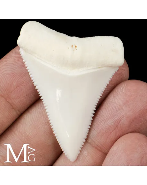 Dente di Squalo Bianco – Superiore Sinistro.