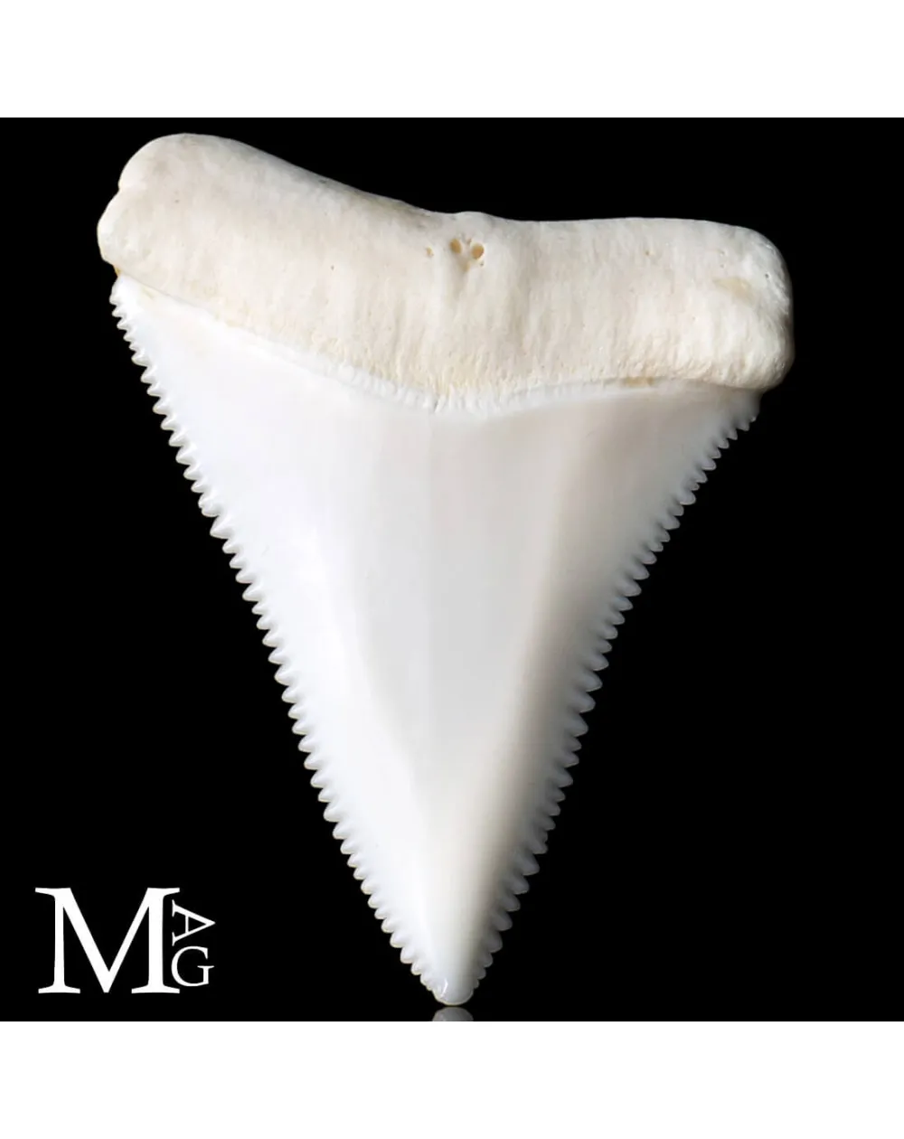 Dente di Squalo Bianco – Superiore Sinistro.