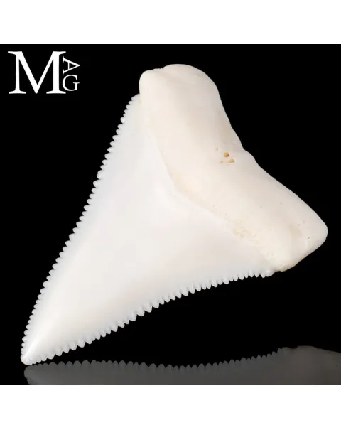 Dente di Squalo Bianco – Superiore Sinistro.