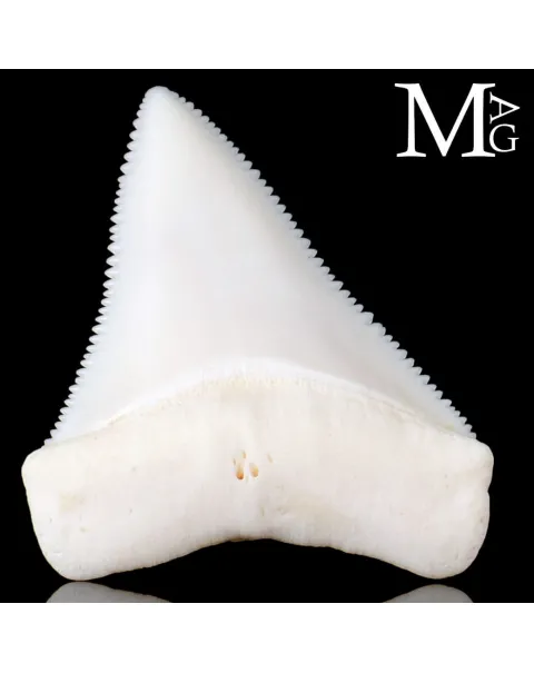 Dente di Squalo Bianco – Superiore Sinistro.