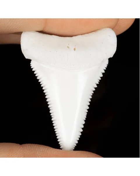 Dente Di Squalo Bianco