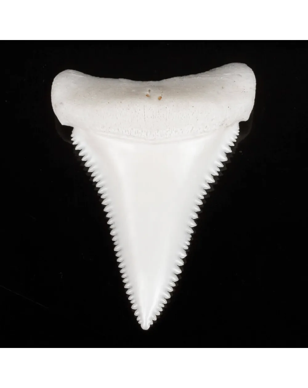 Dente Di Squalo Bianco