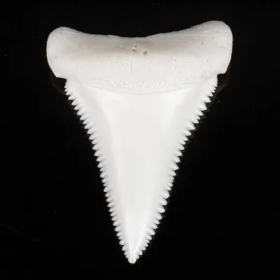Dente Di Squalo Bianco