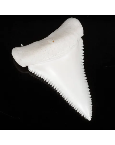Dente Di Squalo Bianco