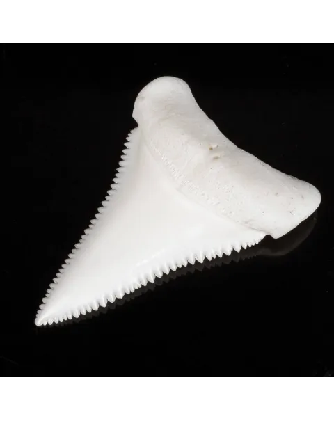 Dente Di Squalo Bianco