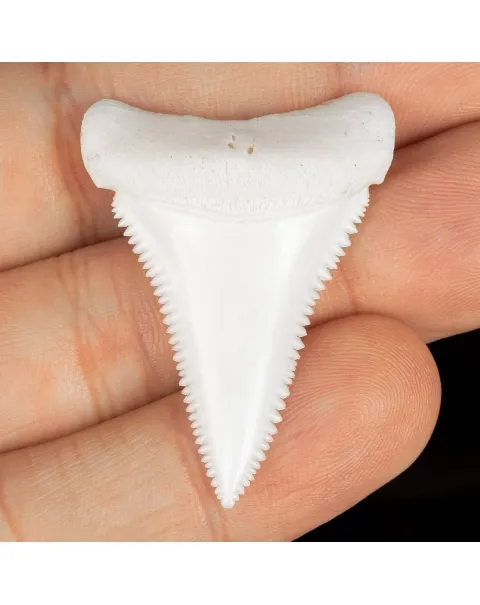 Dente Di Squalo Bianco