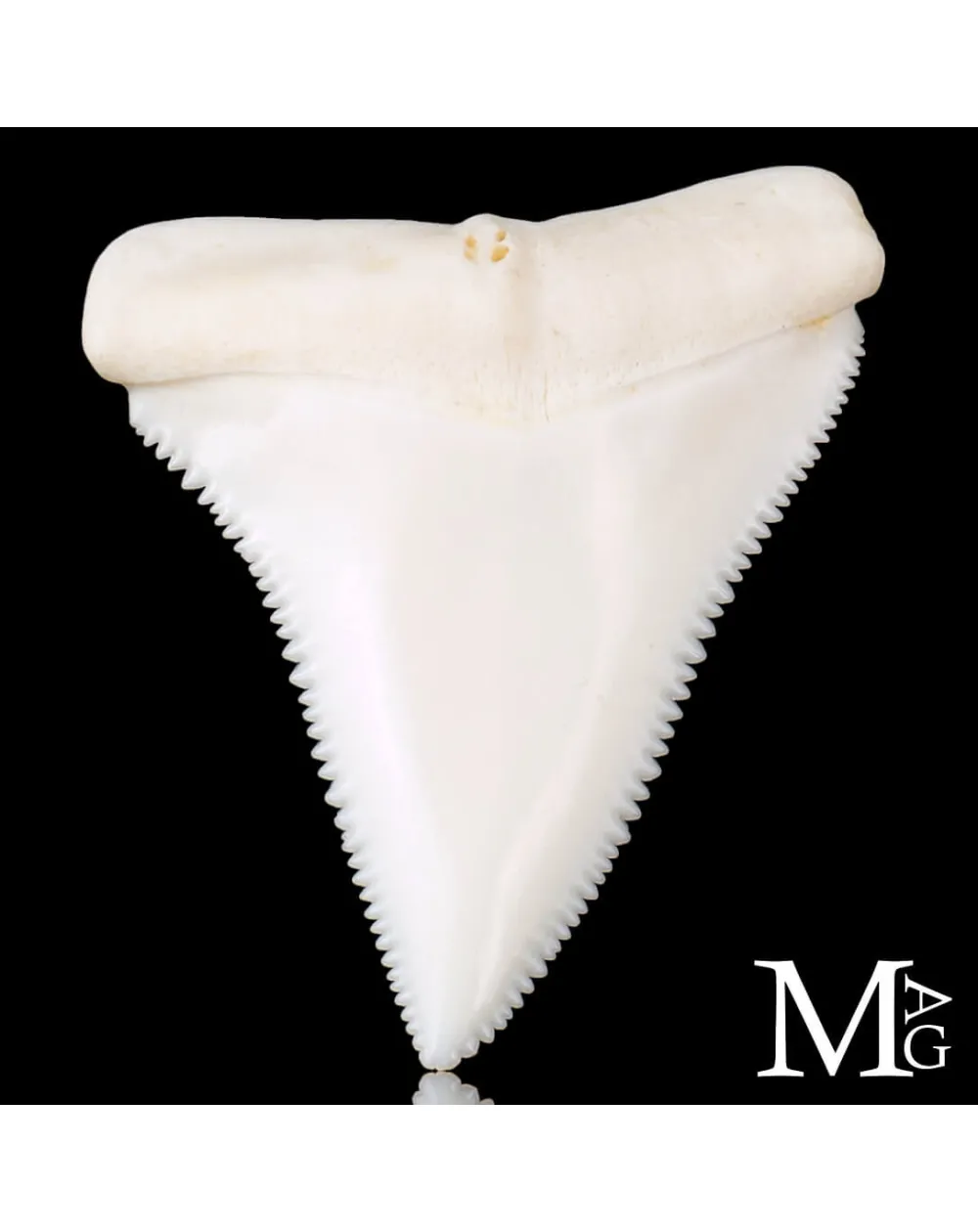 Dente di Squalo Bianco – Superiore Laterale Destro