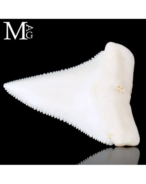 Dente di Squalo Bianco – Superiore Laterale Destro