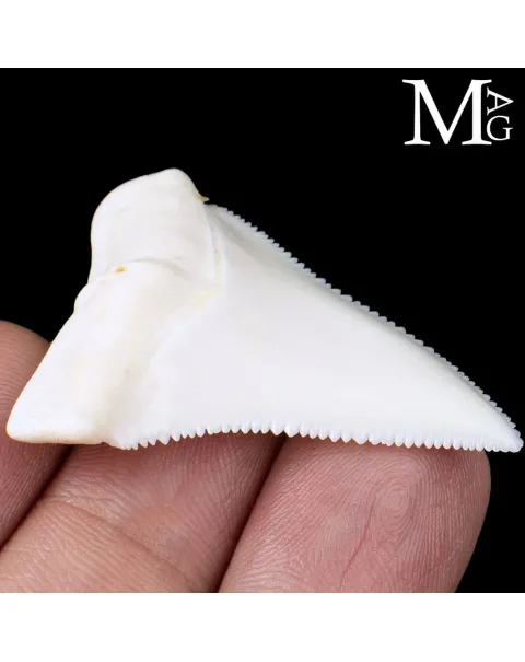 Dente di Squalo Bianco – Superiore Laterale Destro