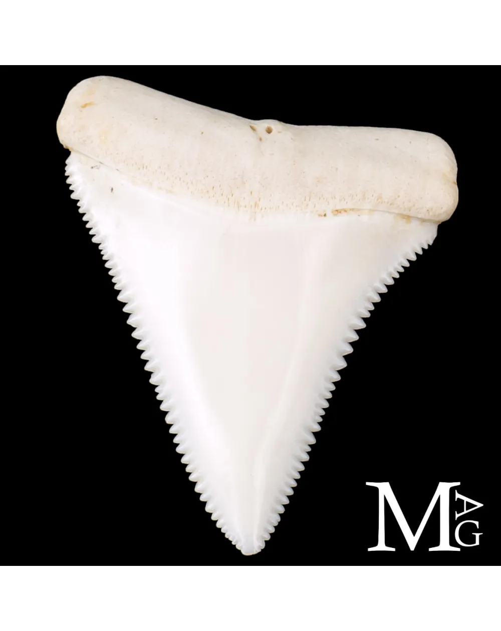 Dente di Squalo Bianco – Superiore Laterale Sinistro