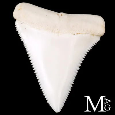 Dente di Squalo Bianco – Superiore Laterale Sinistro