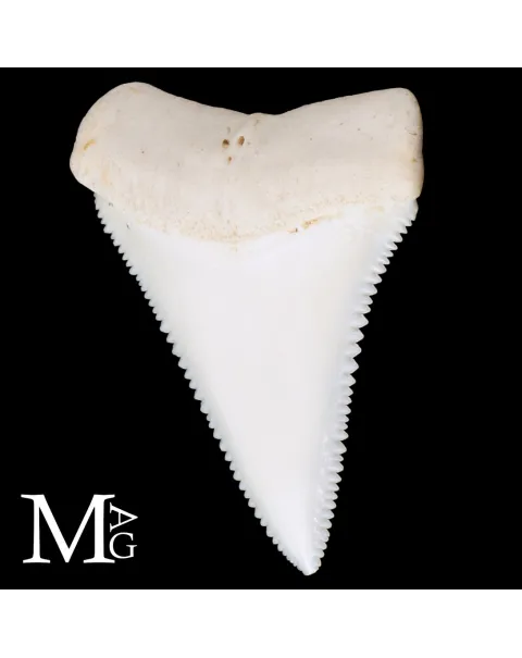 Dente di Squalo Bianco – Superiore Laterale Sinistro