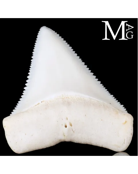 Dente di Squalo Bianco – Superiore Laterale Sinistro