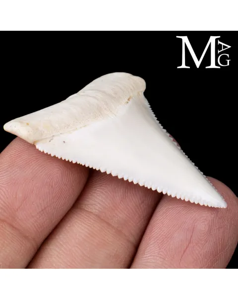 Dente di Squalo Bianco – Superiore Laterale Sinistro