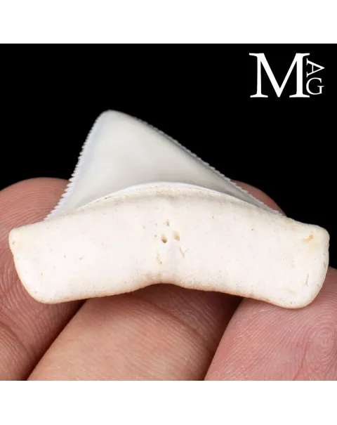 Dente di Squalo Bianco – Superiore Laterale Sinistro