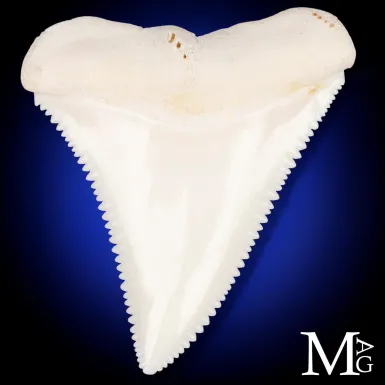 Dente di Grande Squalo Bianco - A2 Superiore Destr...