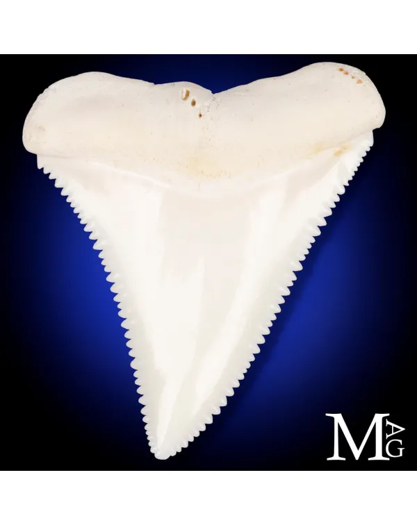 Dente di Grande Squalo Bianco - A2 Superiore Destr...