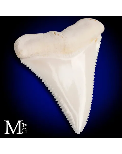 Dente di Grande Squalo Bianco - A2 Superiore Destro – 44 mm