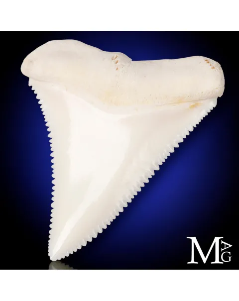 Dente di Grande Squalo Bianco - A2 Superiore Destro – 44 mm