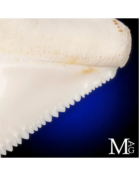 Dente di Grande Squalo Bianco - A2 Superiore Destro – 44 mm