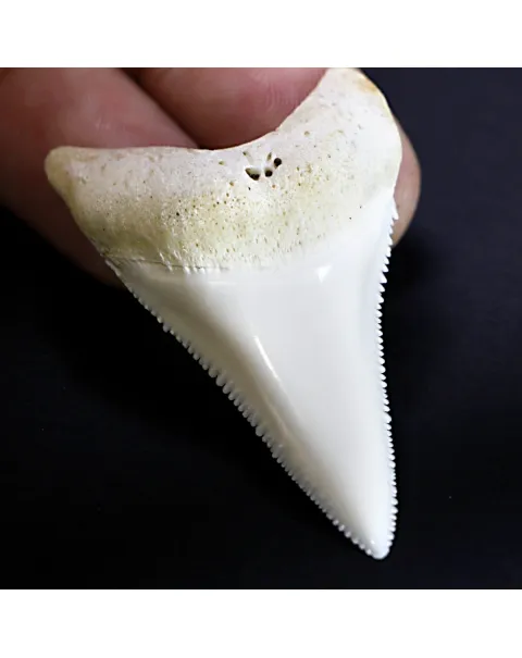 Dente di Squalo Bianco 