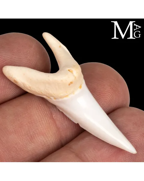 Dente di Squalo Mako – Anteriore Superiore 43 mm
