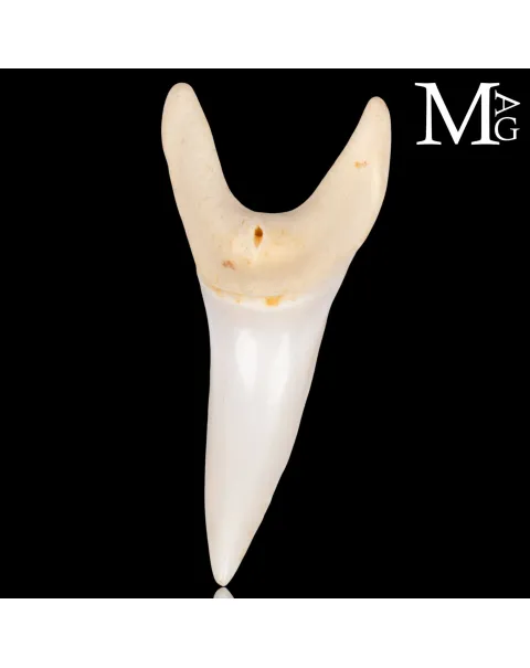 Dente di Squalo Mako – Anteriore Superiore 43 mm