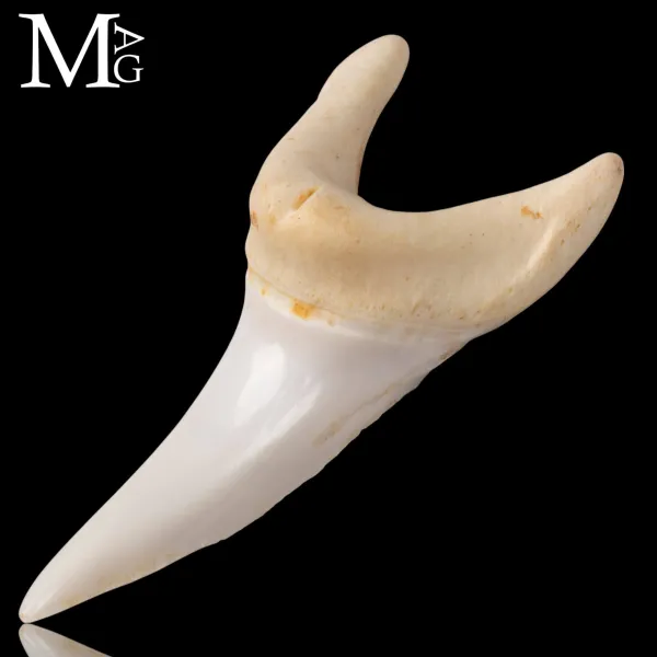 Dente di Squalo Mako – Anteriore Superiore 43 mm