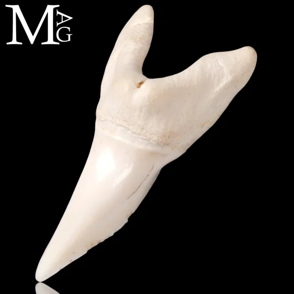 Dente di Squalo Mako – Anteriore Superiore 46 mm