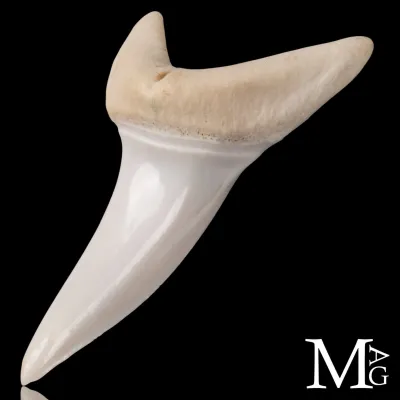 Dente di Squalo Mako - Anteriore Superiore 42,5 mm