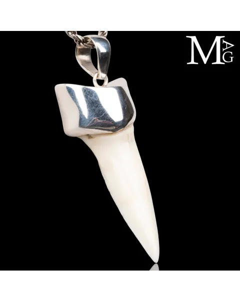 Ciondolo Dente di Squalo Mako con Argento 925.