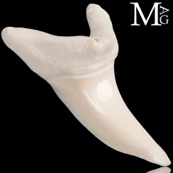 Denti di Squalo Mako (11)