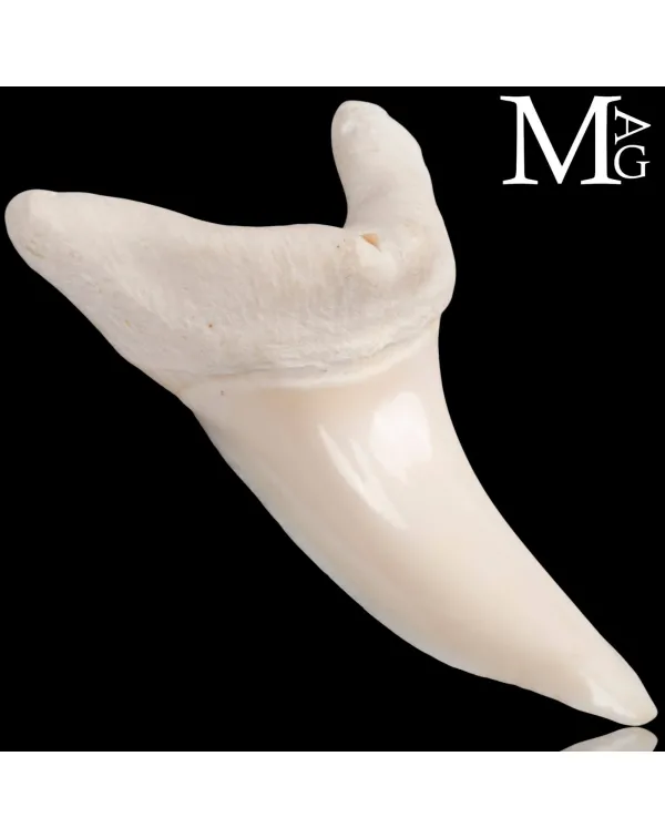 Dente di Squalo Mako – Anteriore Superiore