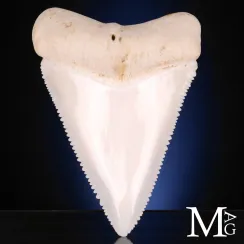 Denti (58)