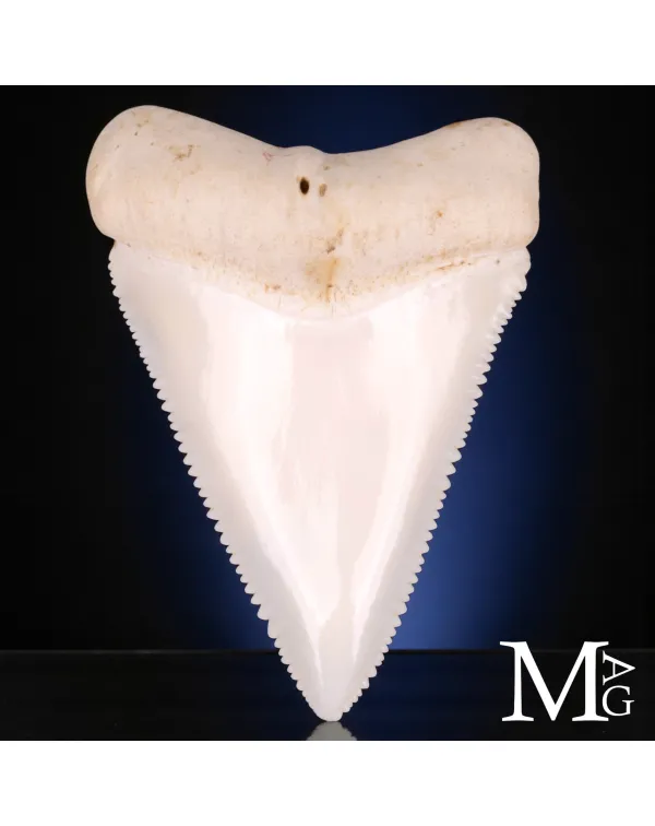 Dente di Grande Squalo Bianco