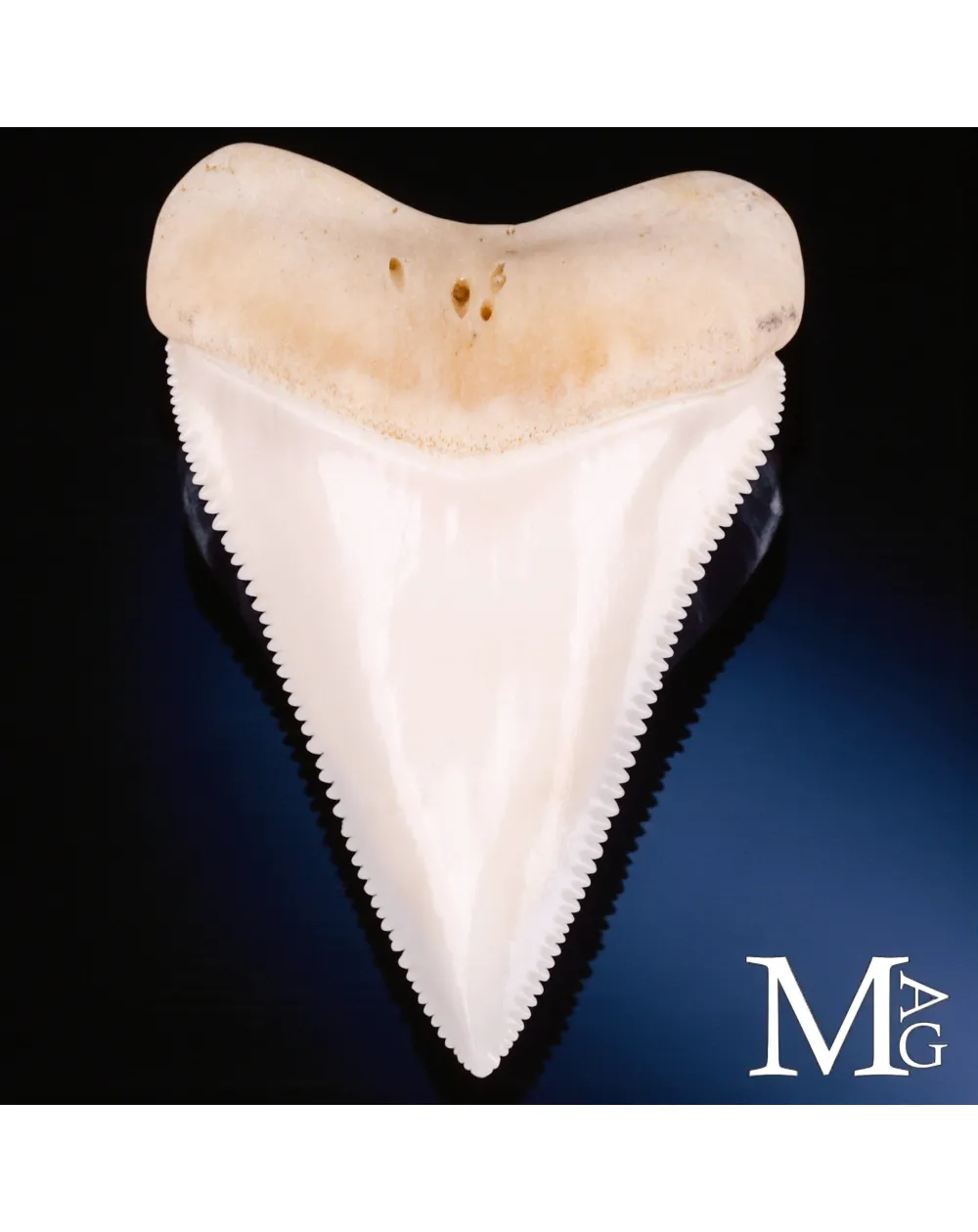 Dente Superiore Anteriore di Grande Squalo Bianco