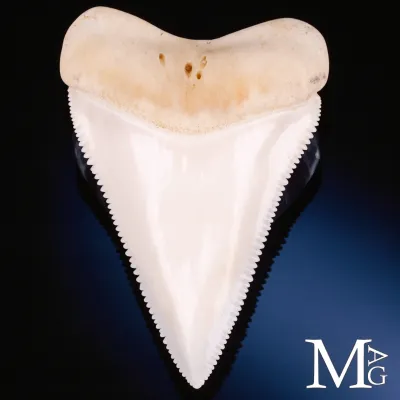 Dente Superiore Anteriore di Grande Squalo Bianco