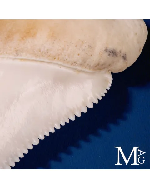 Dente Superiore Anteriore di Grande Squalo Bianco