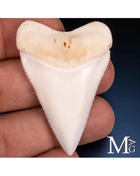 Dente Superiore Anteriore di Grande Squalo Bianco