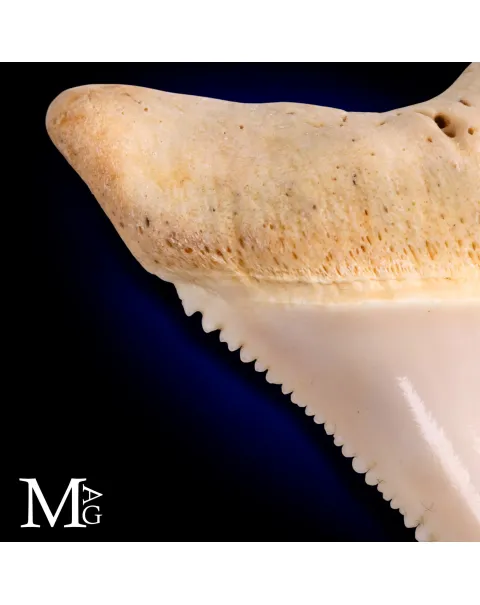 Dente di Grande Squalo Bianco - Inferiore Anteriore