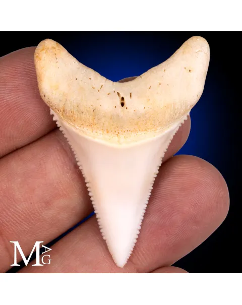 Dente di Grande Squalo Bianco - Inferiore Anteriore
