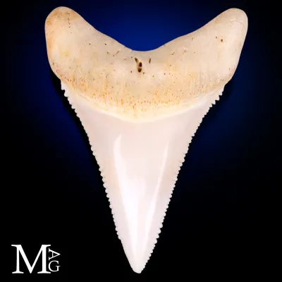 Dente di Grande Squalo Bianco - Inferiore Anteriore