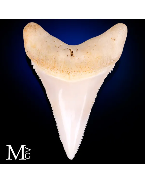Dente di Grande Squalo Bianco - Inferiore Anterior...