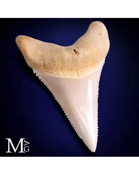 Dente di Grande Squalo Bianco - Inferiore Anteriore