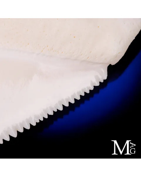 Dente di Grande Squalo Bianco -Primo Laterale Destro.